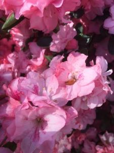 ba457c6a-87bb-4702-ae7e-bf3664d3155a